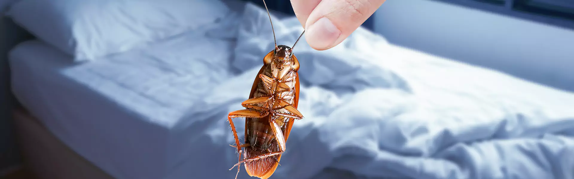 Bed Bug Services
