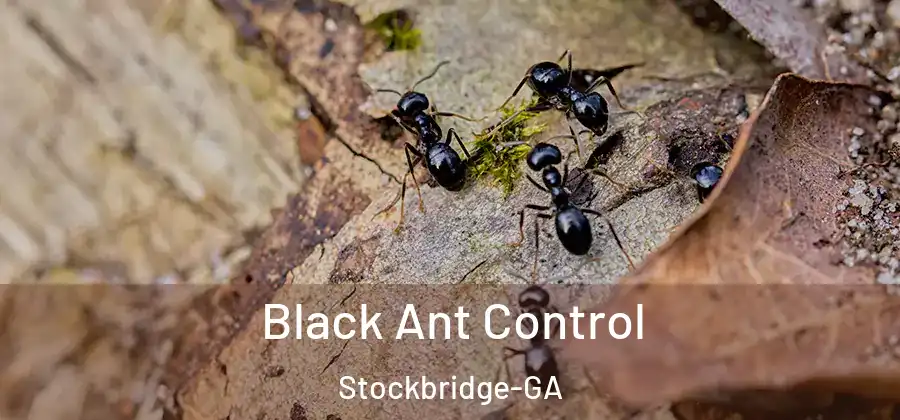 Black Ant Control Stockbridge-GA