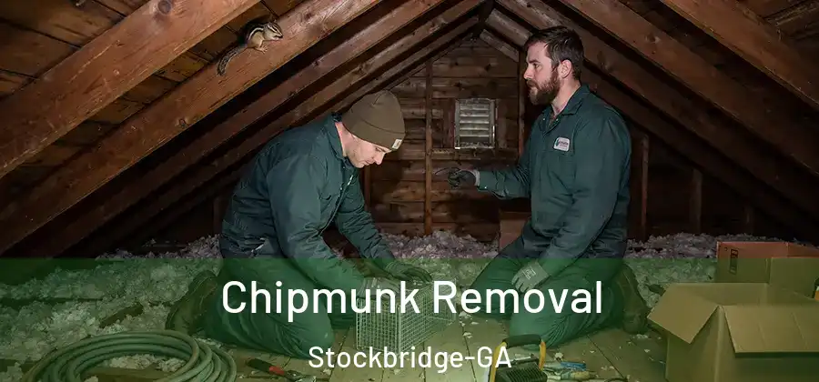  Chipmunk Removal Stockbridge-GA