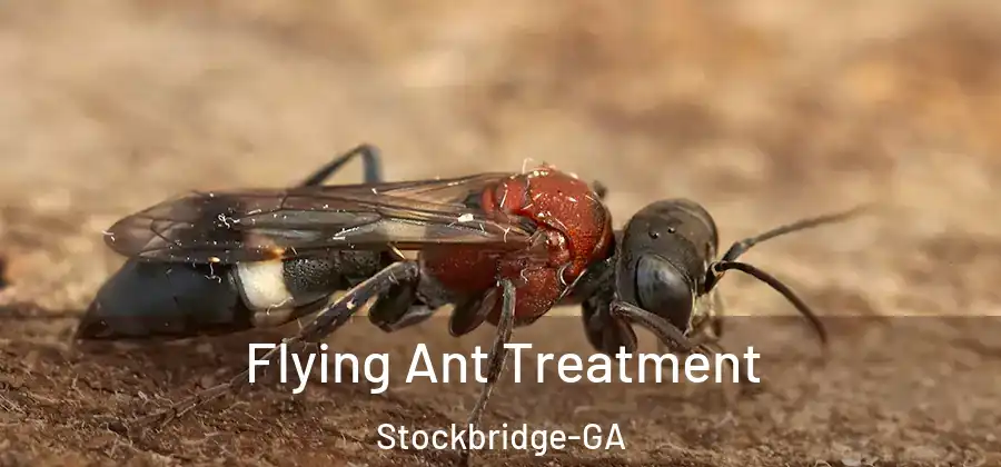 Flying Ant Treatment Stockbridge-GA
