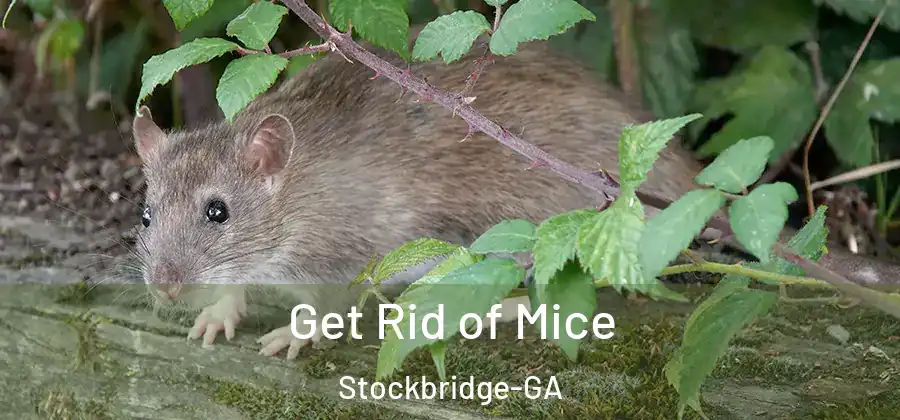  Get Rid of Mice Stockbridge-GA