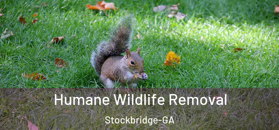 Humane Wildlife Removal Stockbridge-GA