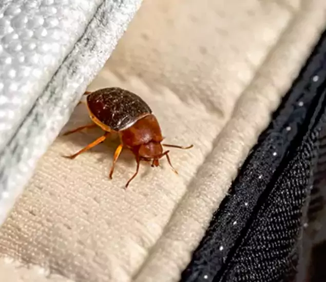Trusted Bed Bug Prevention Specialists in Stockbridge, GA
