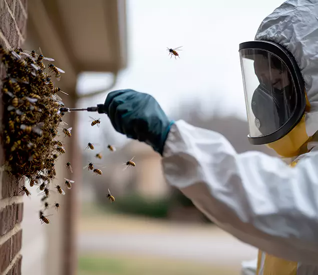 Your Bee Removal Company in Stockbridge, GA