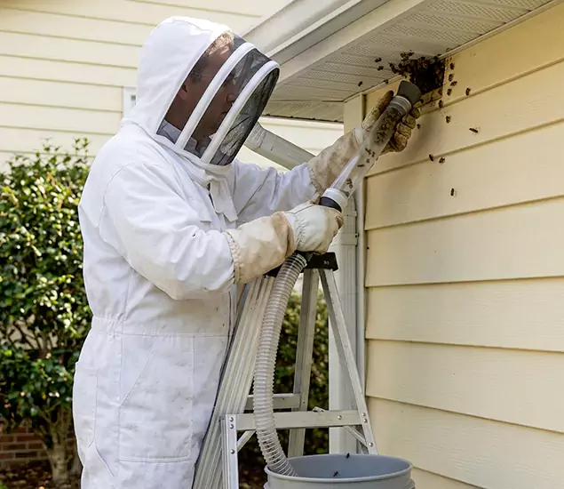 Your Affordable Bee Removal Company in Stockbridge, GA