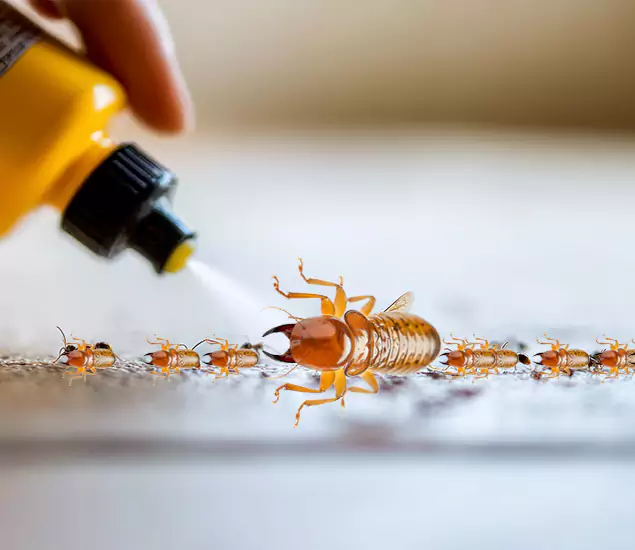 Reliable Bora Care Termite Experts in Stockbridge, GA