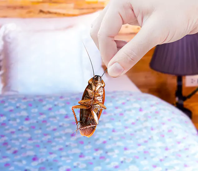 Expert Roach Control Services: Your Cockroach Pest Control in Stockbridge, GA