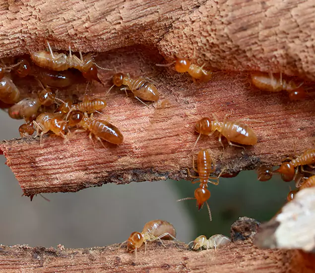 About Our Drywood Termite Treatment Experts in Stockbridge, GA