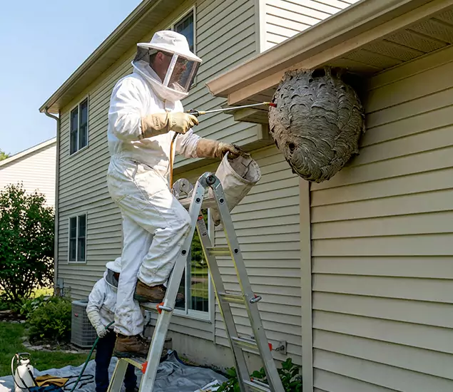 Expert Wasp Nest Removal: Your Local Wasp Nest Removal Company in Stockbridge, GA