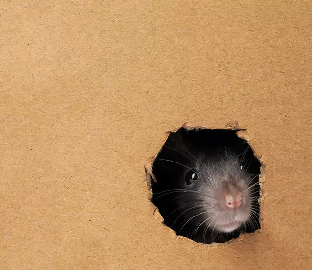 Rats in Attic Removal Experts in Stockbridge, GA