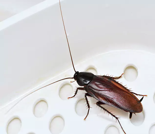 Trusted Cockroach Exterminator: Your Roach Control Services in Stockbridge, GA