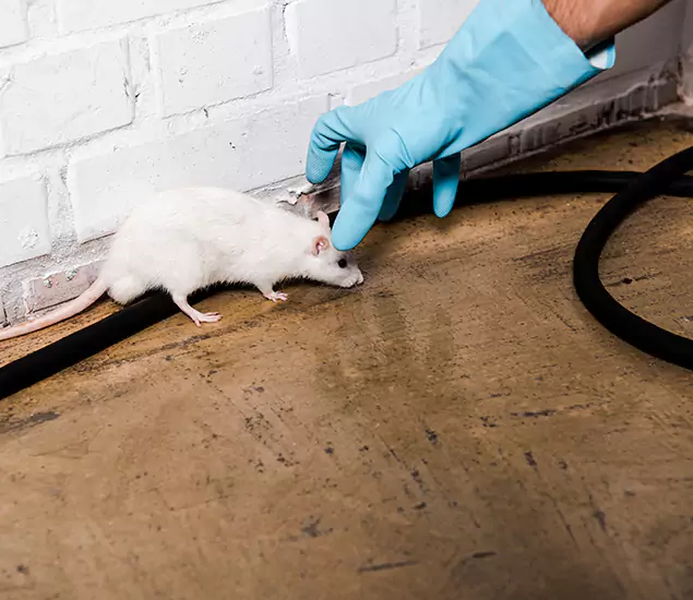 Your Pest Control Partner in Stockbridge, GA
