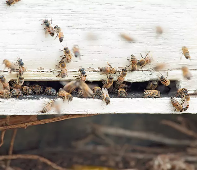 Trusted Termite Exterminator Experts You Can Rely On in Stockbridge, GA
