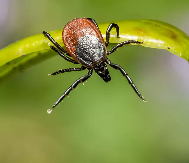 Your Trusted Tick Pest Control in Stockbridge, GA