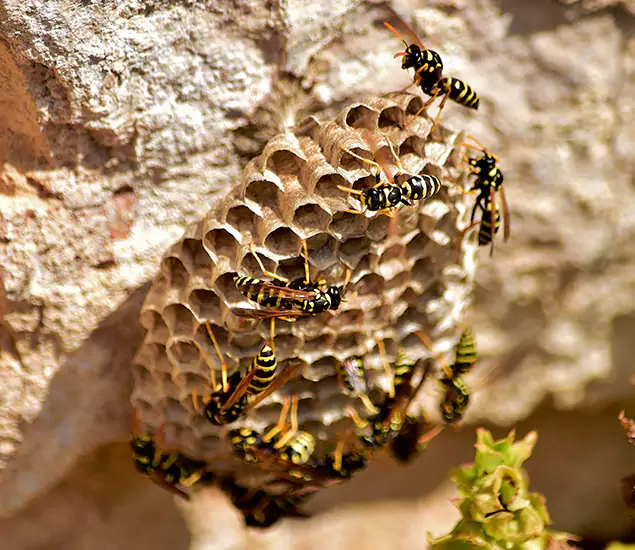 Your Best Wasp Removal Company in Stockbridge, GA