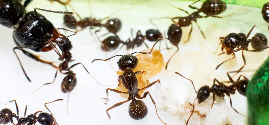Argentine Ant Barrier Treatment in Stockbridge