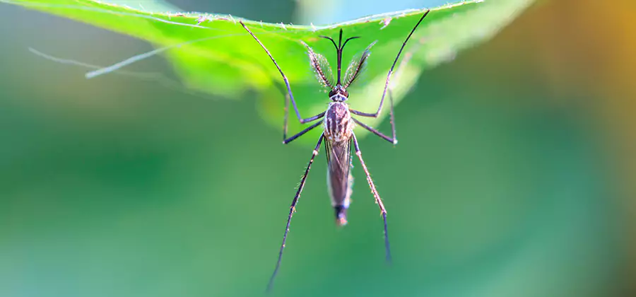 Natural Mosquito Spray for Yard in Stockbridge