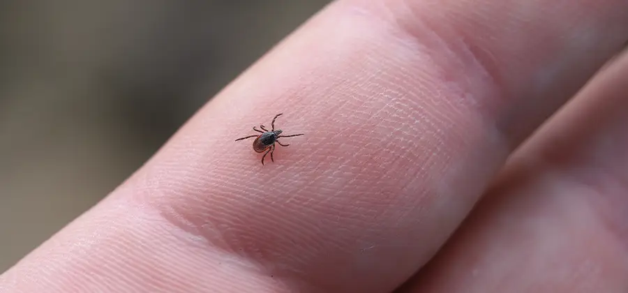 Infection Prevention for Bed Bug Bites in Stockbridge