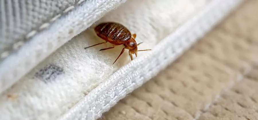Tenting Bed Bug Fumigation in Stockbridge