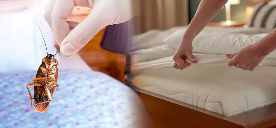 Bed Bug Home Extermination Service in Stockbridge