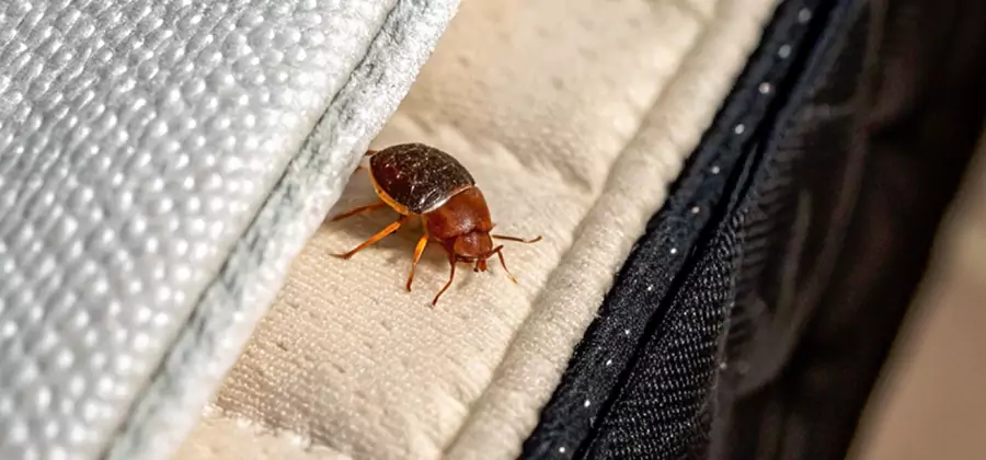 Commercial Bed Bug Control in Stockbridge