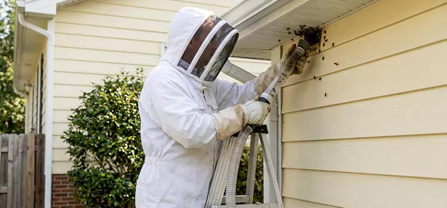 Ground Bee Removal in Stockbridge