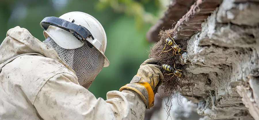 Bee and Wasp Hornet Removal in Stockbridge