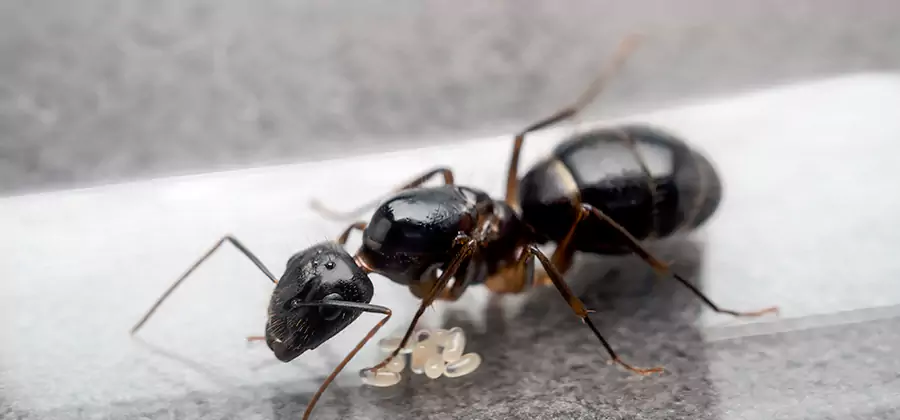 Black Ants in Kitchen Elimination in Stockbridge