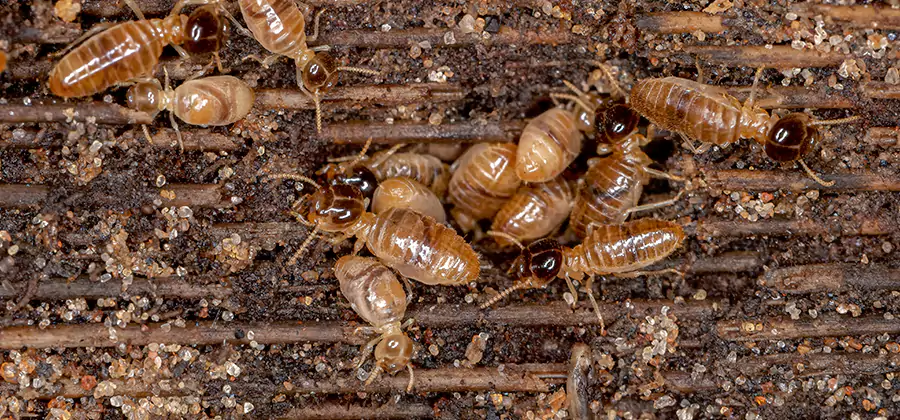Bora Care Residential Termite Control in Stockbridge