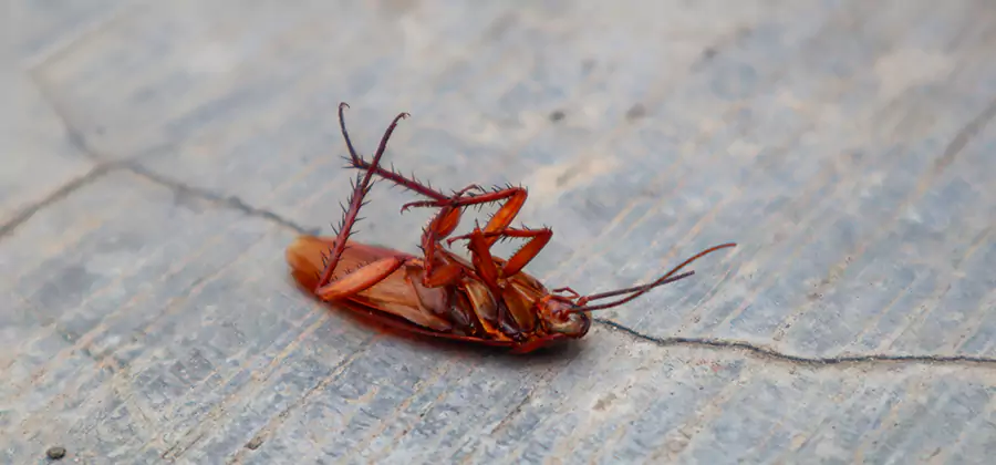Cockroach Eradication for Commercial Properties in Stockbridge