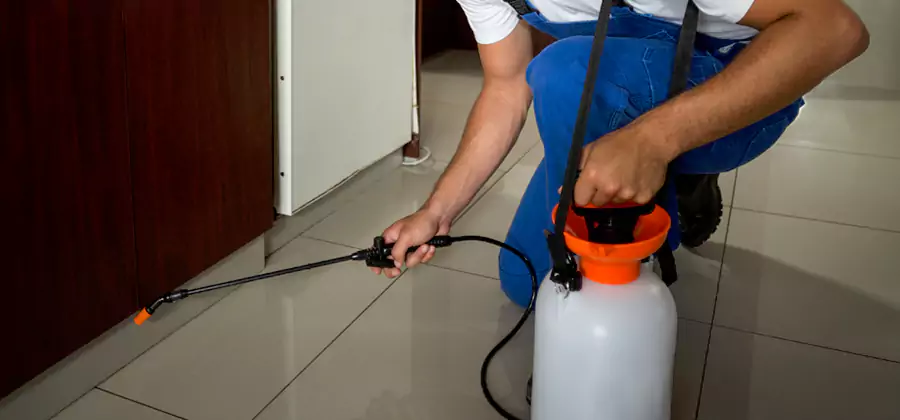 Palmetto Bug Exterminator in Stockbridge