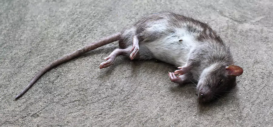 Dead Rat Disposal in Stockbridge
