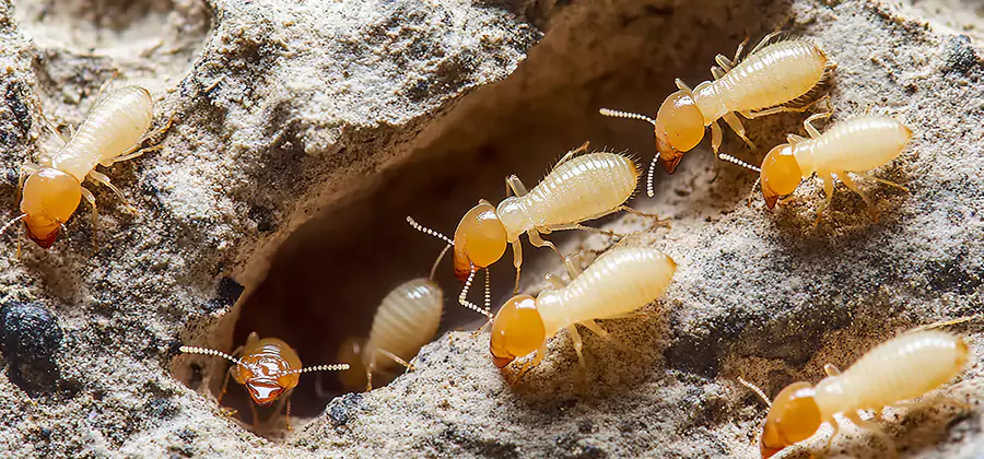 Termite Exterminator Services in Stockbridge