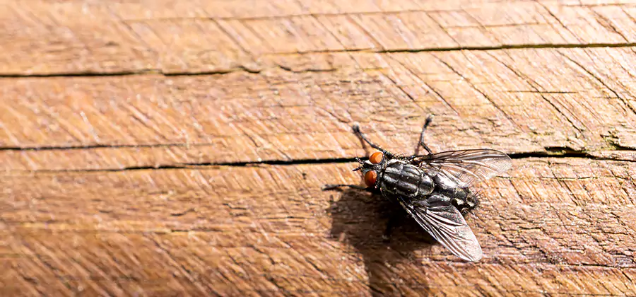 Flying Ant Barrier Treatment in Stockbridge