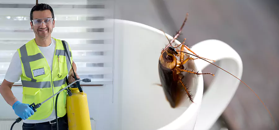 German Roach Infestation Treatment Stockbridge