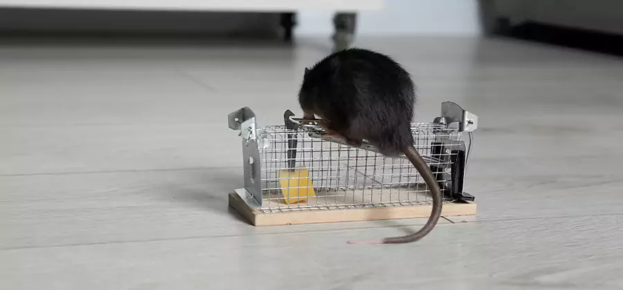 Mice in Attic Removal Stockbridge
