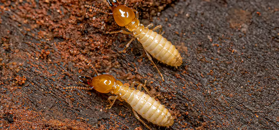 Structural Heat Termite Treatment in Stockbridge
