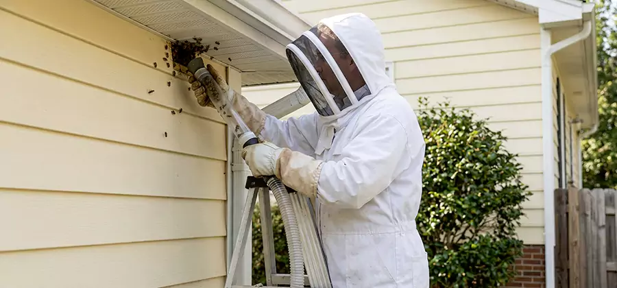 Wasp Nest in Wall Removal in Stockbridge