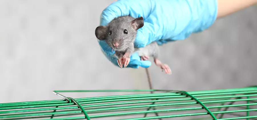 Humane Rat Trapping in Stockbridge
