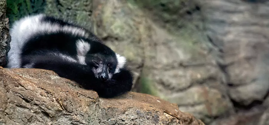 Humane Skunk Removal in Stockbridge