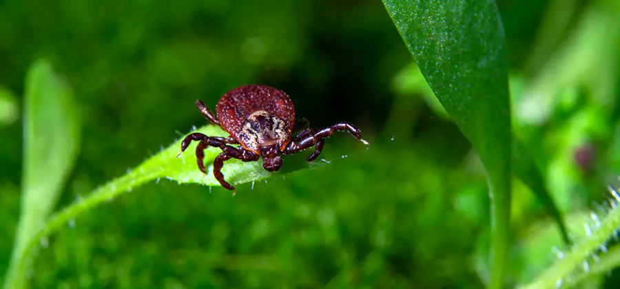 Tick Prevention for Yard in Stockbridge