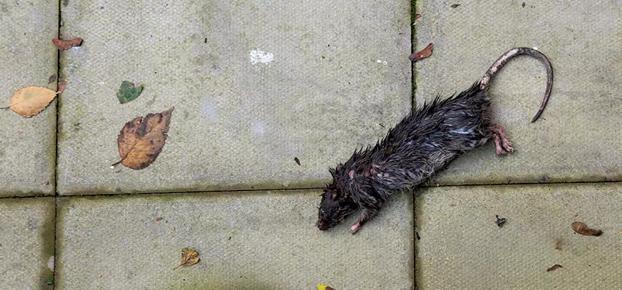 Mice in the Attic Removal in Stockbridge