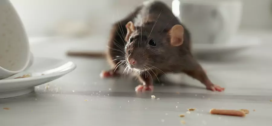 Rodent Feces Removal in Stockbridge
