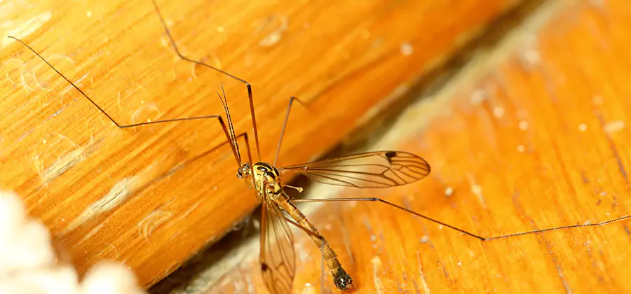 Exterior Mosquito Control in Stockbridge