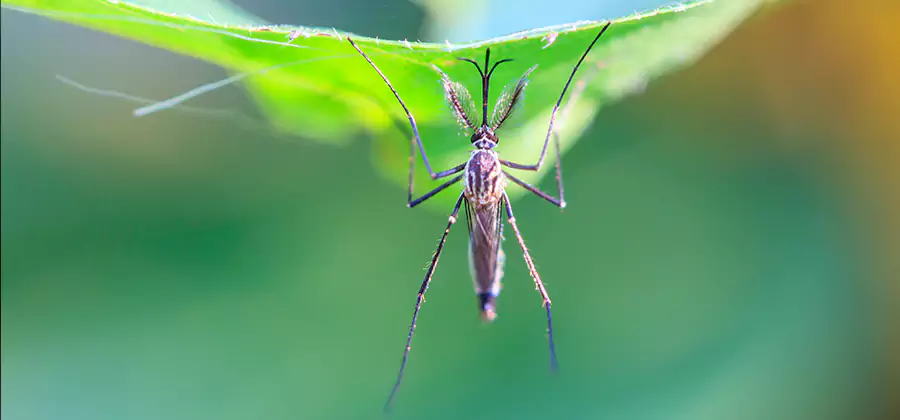 Pest and Mosquito Control for Yard and Patio in Stockbridge