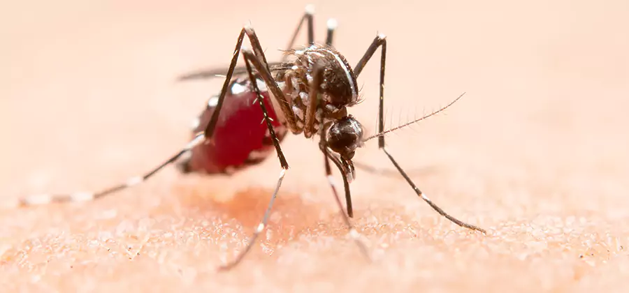 Pond Mosquito Control and Water Treatment in Stockbridge