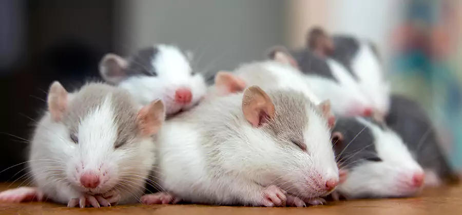 Stockbridge Pet Safe Mice Control