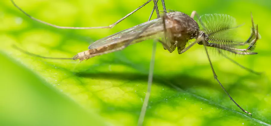 Herbal Mosquito Repellent Treatment in Stockbridge