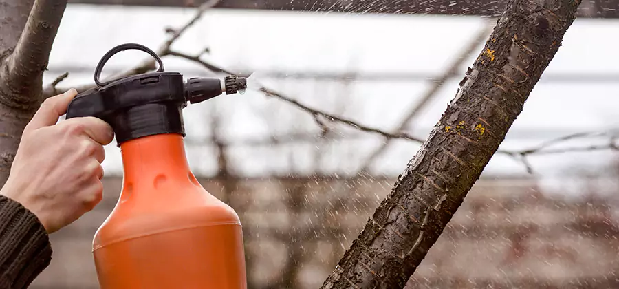 Orange Oil Structural Cavity Treatment in Stockbridge