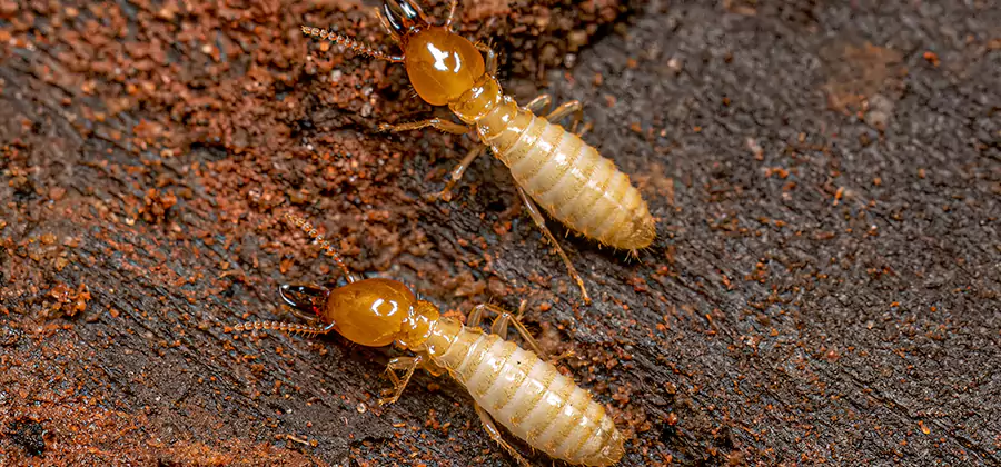 Natural Ant Hill Killer Treatment in Stockbridge